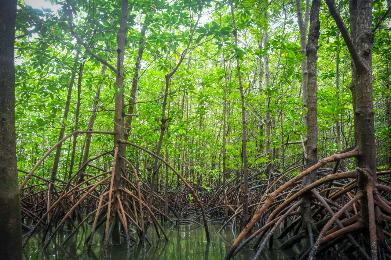 Manguezais estão entre os ecossistemas mais importantes do planeta e enfrentam forte ameaça
