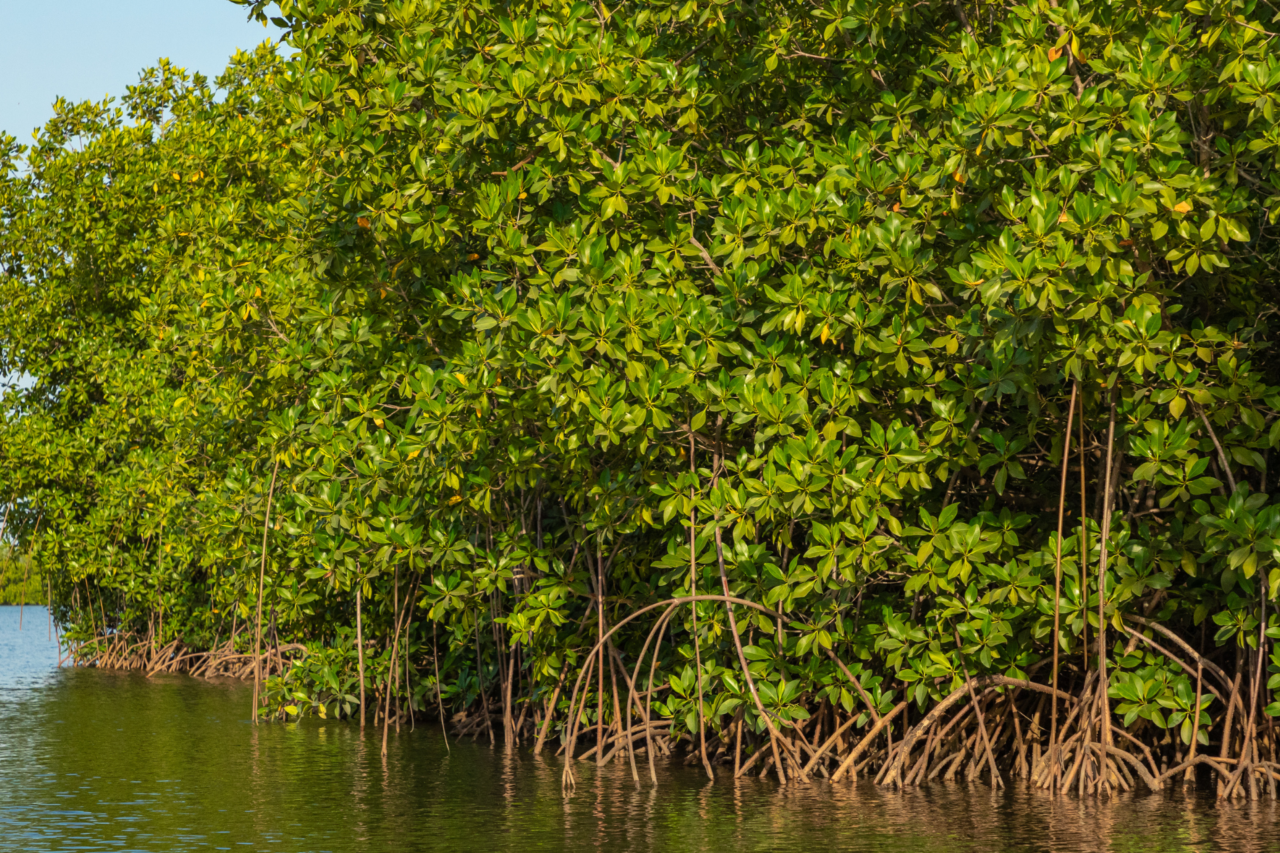 Manguezais estão entre os ecossistemas mais importantes do planeta e enfrentam forte ameaça 3 Manguezais estão entre os ecossistemas mais importantes do planeta e enfrentam forte ameaça
