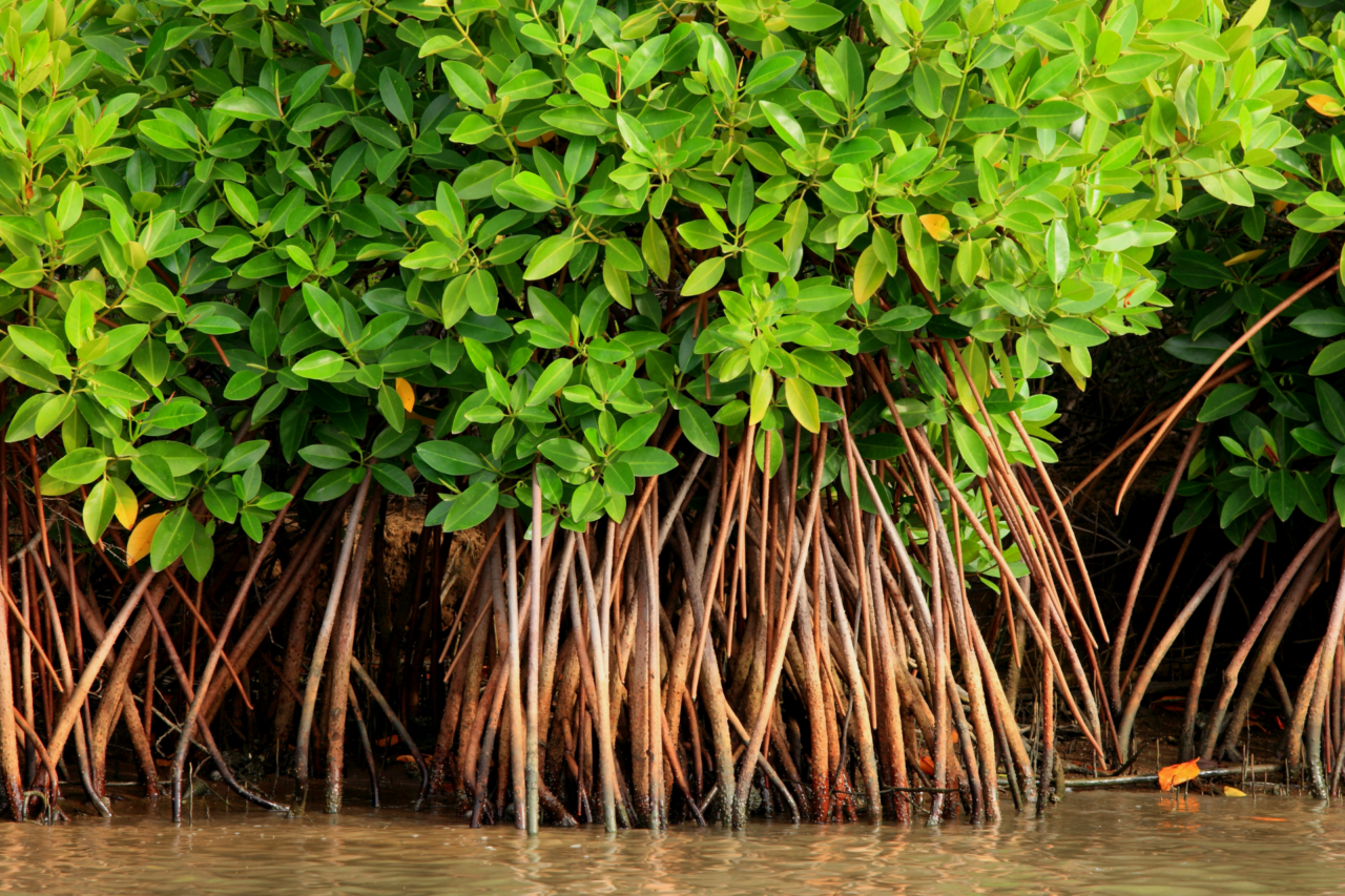 Manguezais estão entre os ecossistemas mais importantes do planeta e enfrentam forte ameaça 4 Manguezais estão entre os ecossistemas mais importantes do planeta e enfrentam forte ameaça