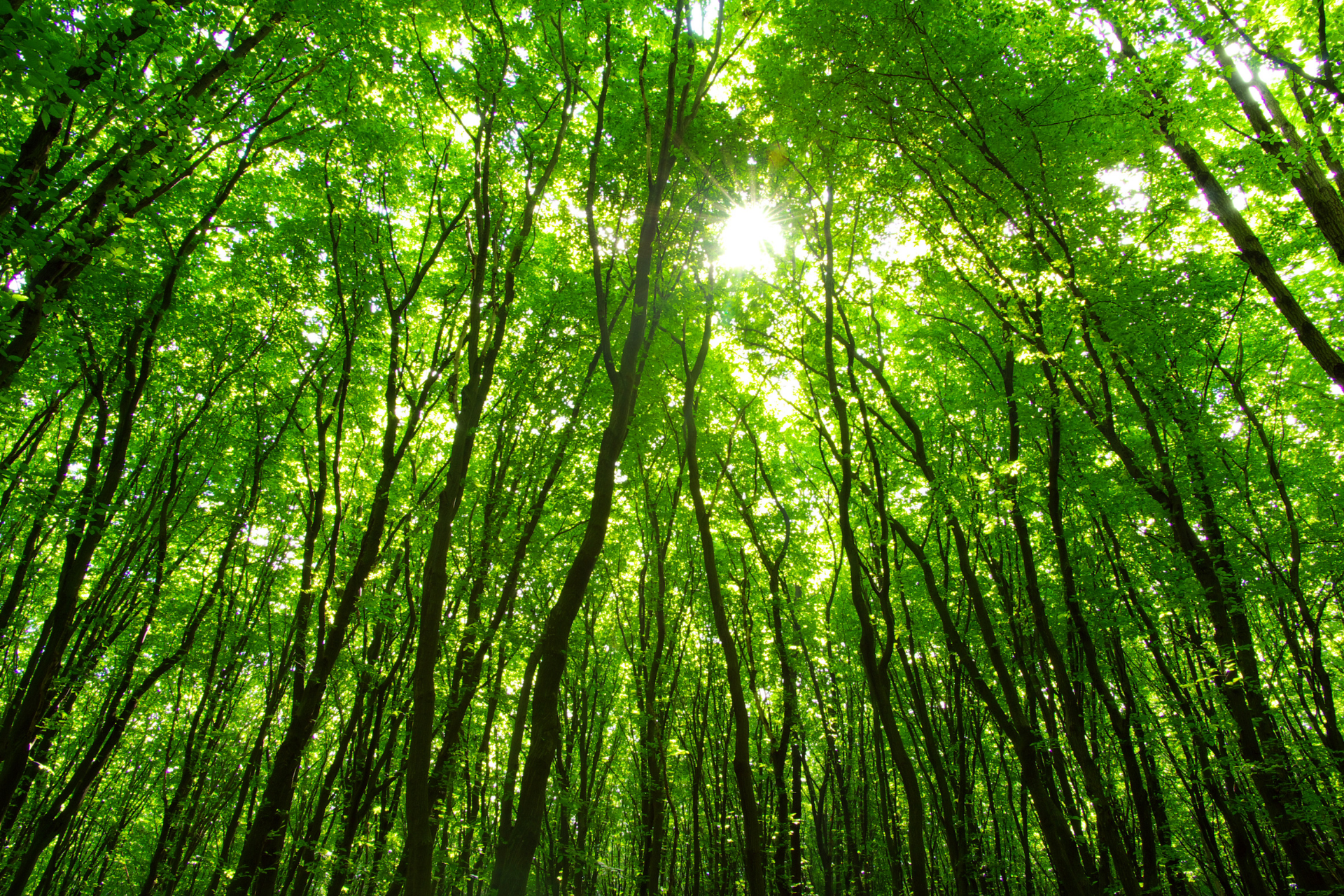 “A floresta é a terapeuta.” - Richard Louv mostra como a floresta pode mudar nossa percepção