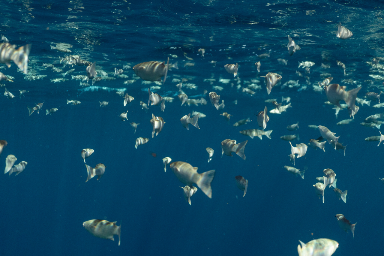 Relatório da ONU alerta para avanço da crise ambiental nos oceanos 4 Relatório da ONU alerta para avanço da crise ambiental nos oceanos