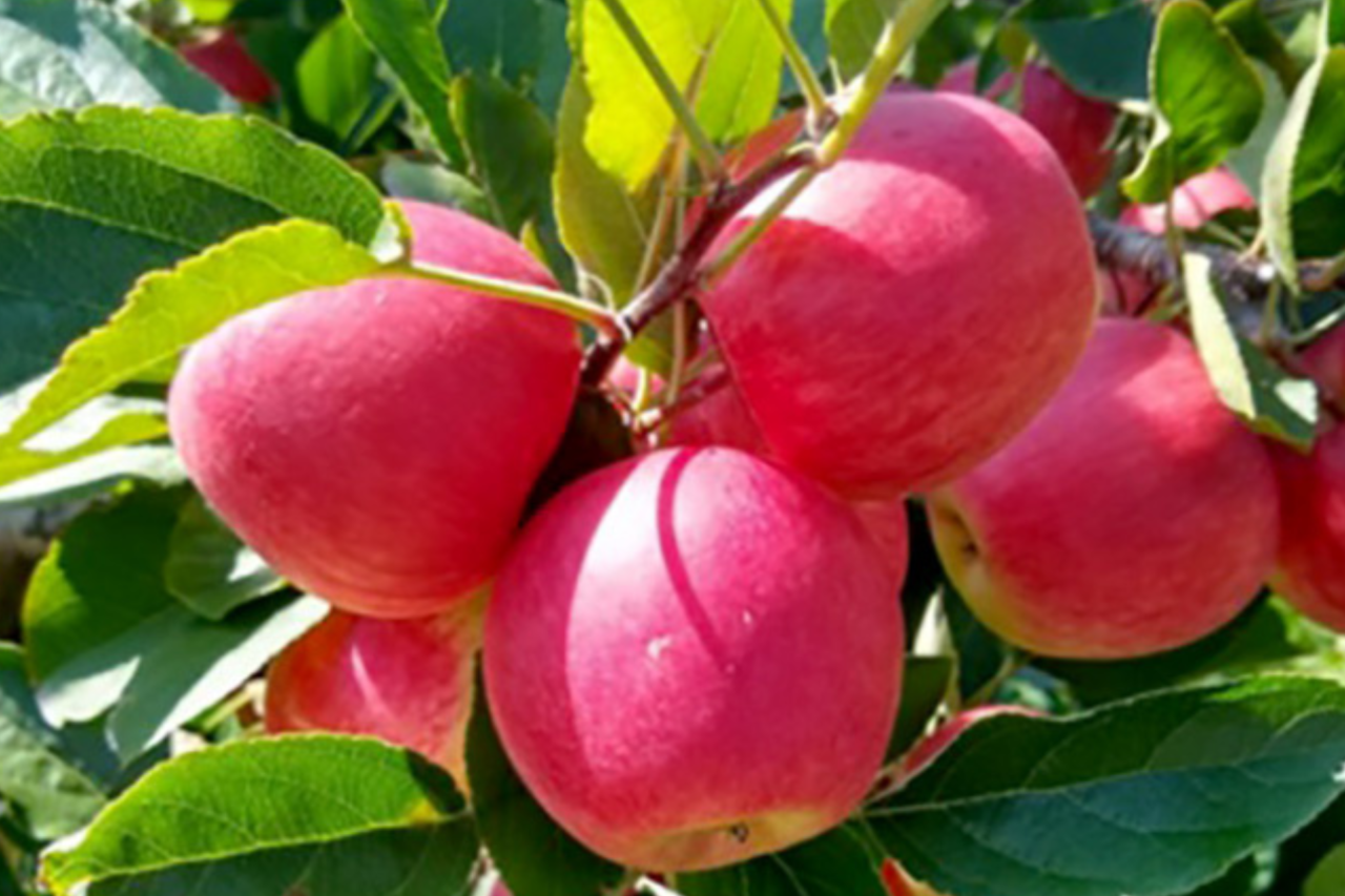 Novas cultivares desenvolvidas pelo IDR-Paraná estão em fase final de avaliação e devem ampliar opções de cultivo para produtores de maçã, ameixa e pitaia