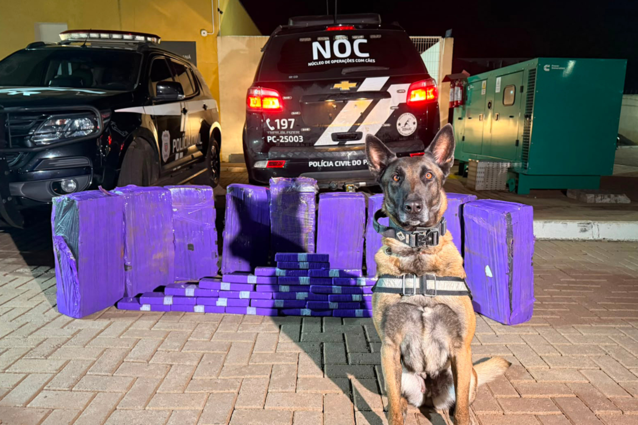 PCPR apreende mais de 227 quilos de maconha em ações com cães de faro no Paraná