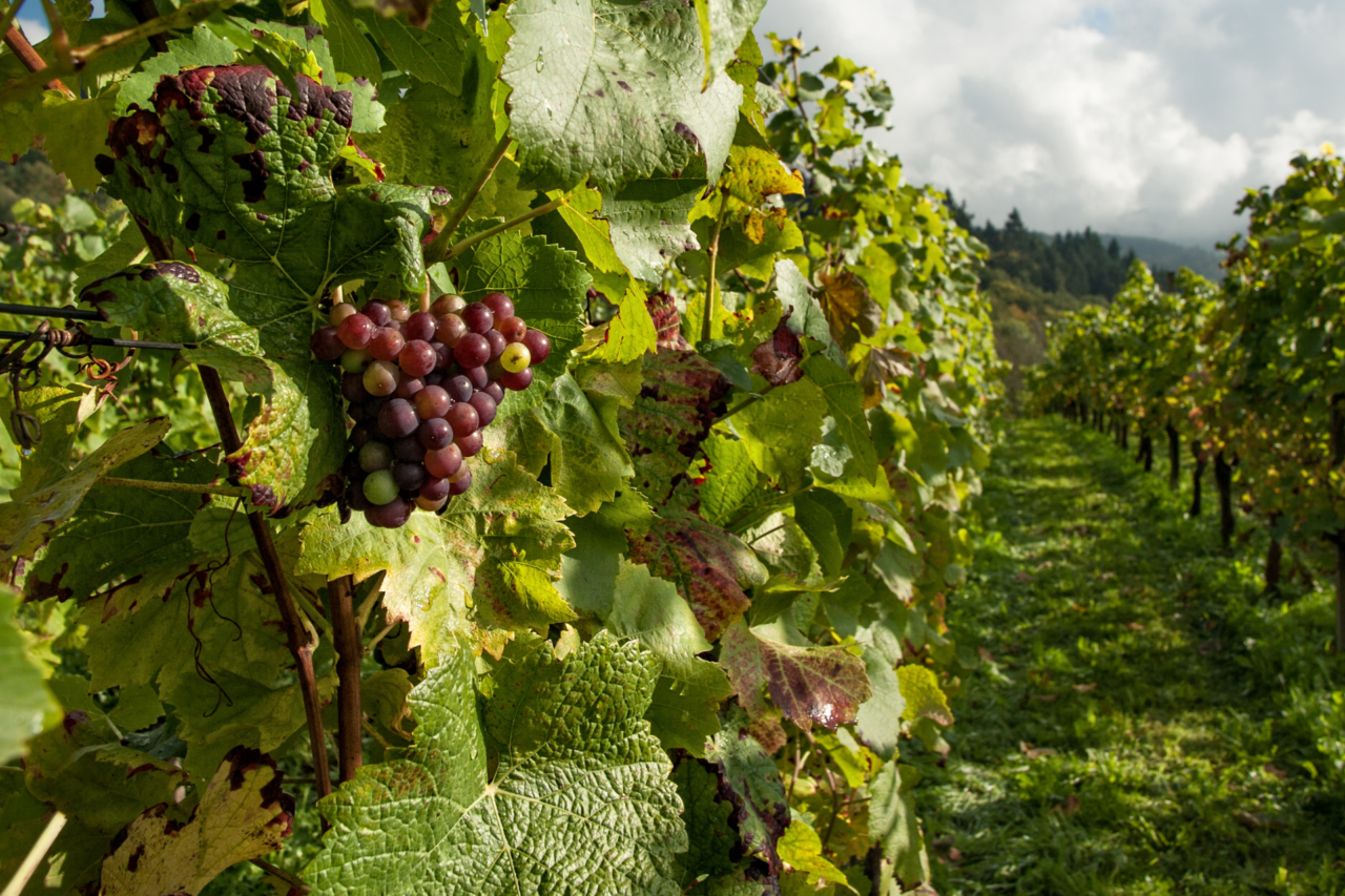 Vinícolas brasileiras ampliam a produção de vinhos de inverno com o uso da dupla poda, técnica que permite colher uvas durante o período mais seco do ano