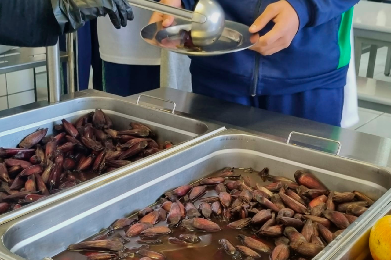 Pinhão passa a integrar cardápios da alimentação escolar da rede estadual no Paraná 4 Pinhão passa a integrar cardápios da alimentação escolar da rede estadual no Paraná