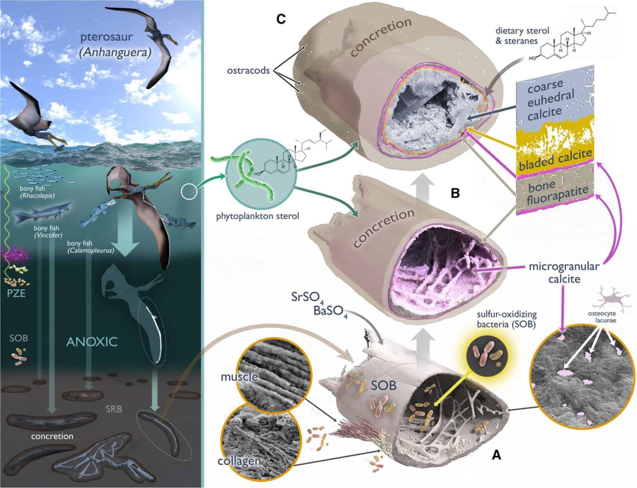 Estudo identifica mecanismo de fossilização que preservou pterossauro por mais de 100 milhões de anos no Ceará 1 pterossauro 2048x1568 1