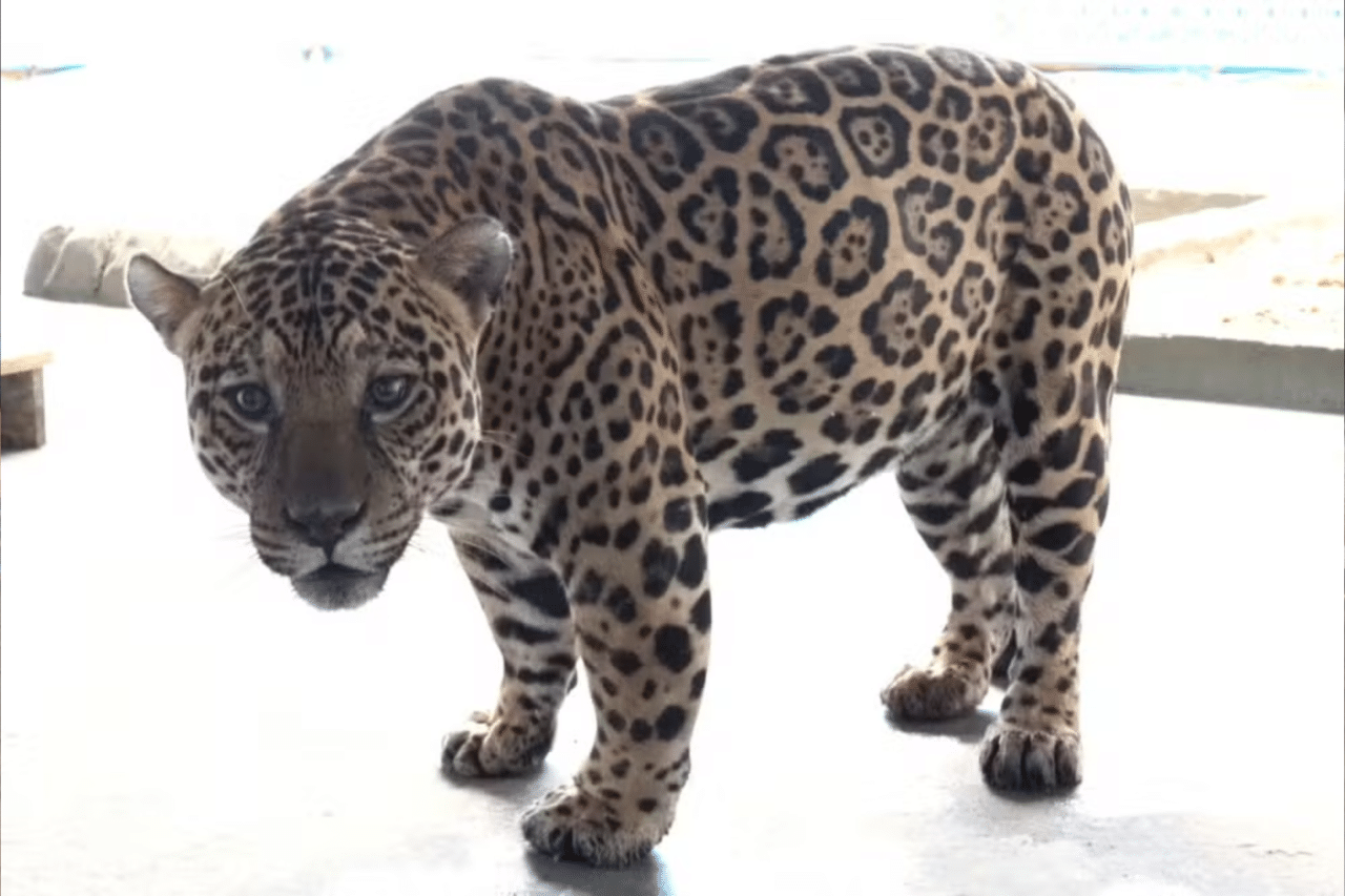 Onça-pintada capturada em Mandaguari será monitorada antes de definição sobre destino 3 Onça-pintada capturada em Mandaguari será monitorada antes de definição sobre destino