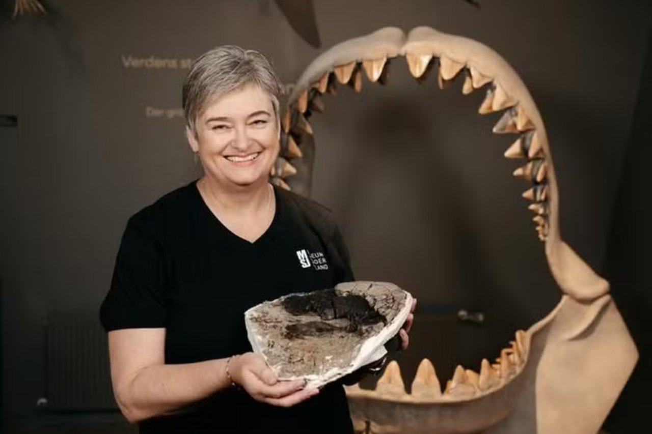 Fóssil de megalodon redescoberto ajuda a estimar o tamanho do maior tubarão já conhecido