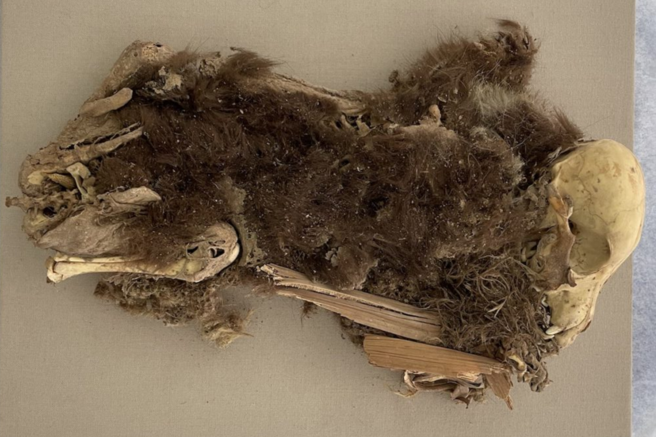 Cães mumificados de 1.100 anos revelam relação antiga entre humanos e animais no Peru 1 Cães mumificados de 1.100 anos revelam relação antiga entre humanos e animais no Peru