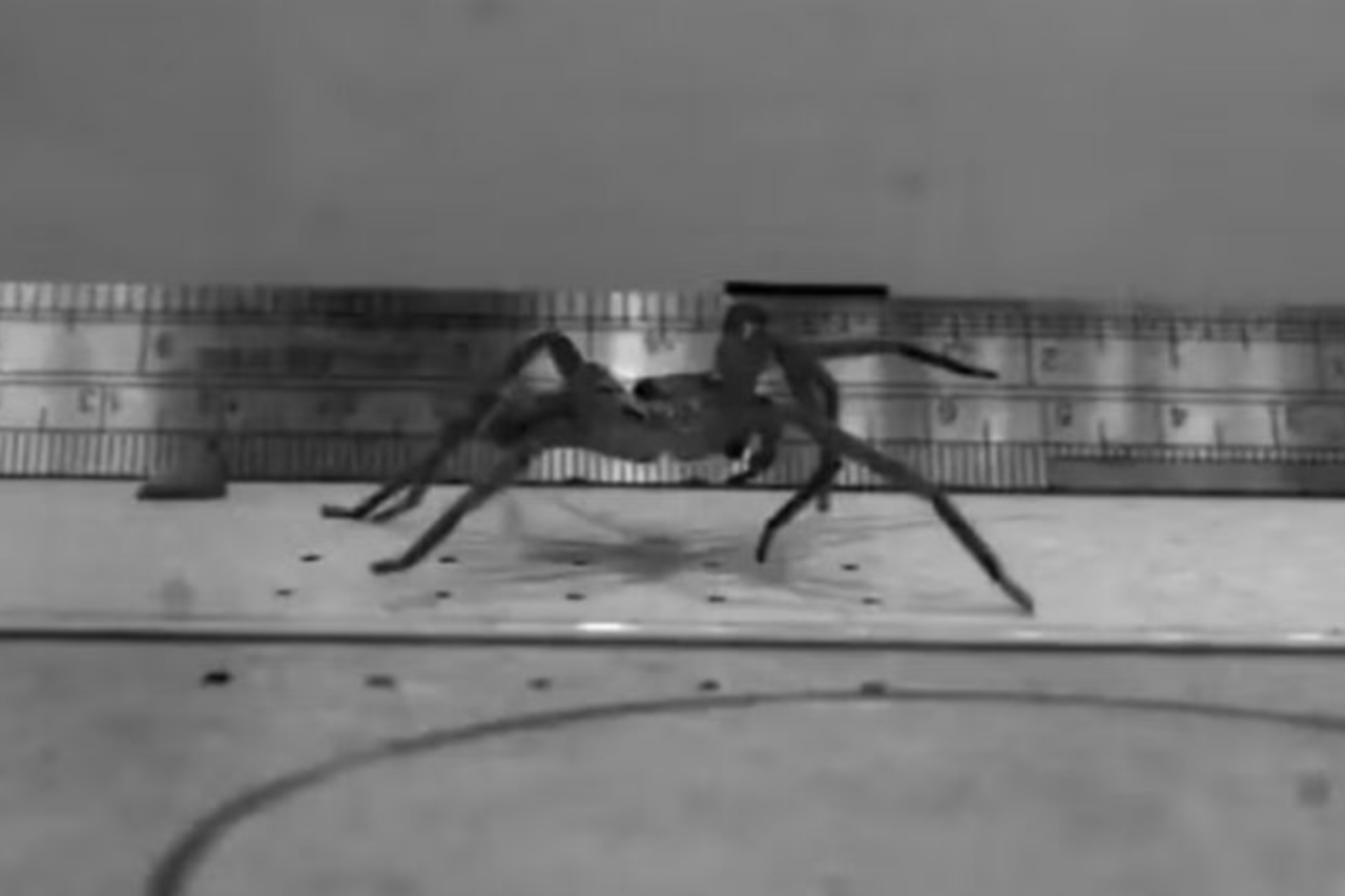 Aranha australiana atinge 13 km/h e assume posto de mais rápida do mundo