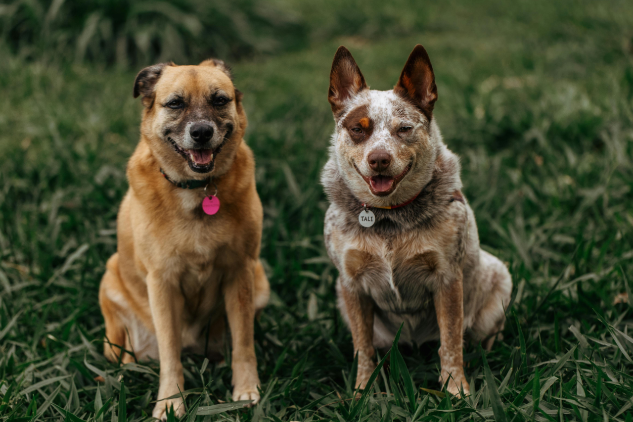 Julho Dourado reforça ações de conscientização e proteção animal no Paraná 13 Campanha Julho Dourado destaca a importância da guarda responsável, da adoção e do combate aos maus-tratos, em um cenário de crescimento da população pet no Brasil e no Paraná