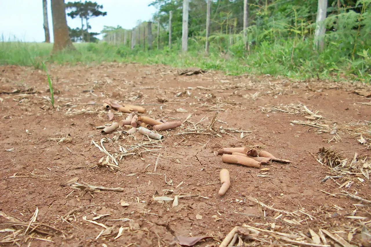 Coluna Prestes: quase 100 anos das sangrentas batalhas em Dionísio Cerqueira e Campo Erê 6 Coluna Prestes: quase 100 anos das sangrentas batalhas em Dionísio Cerqueira e Campo Erê
