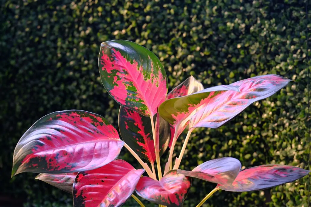 Aglaonema