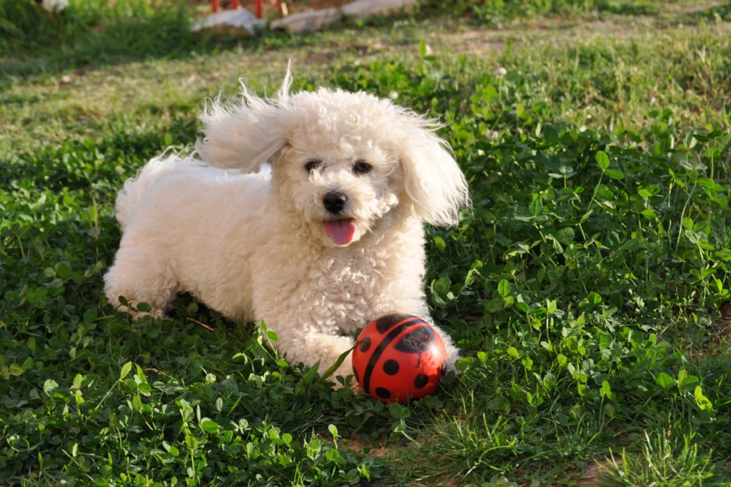 Bichon Frise