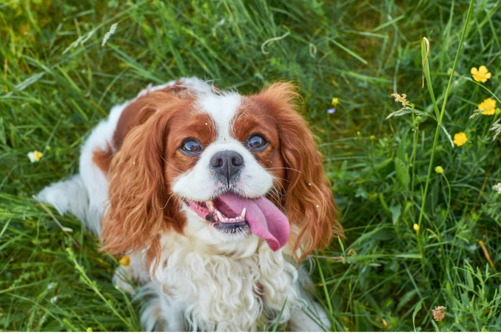 Cavalier King Charles Spaniel