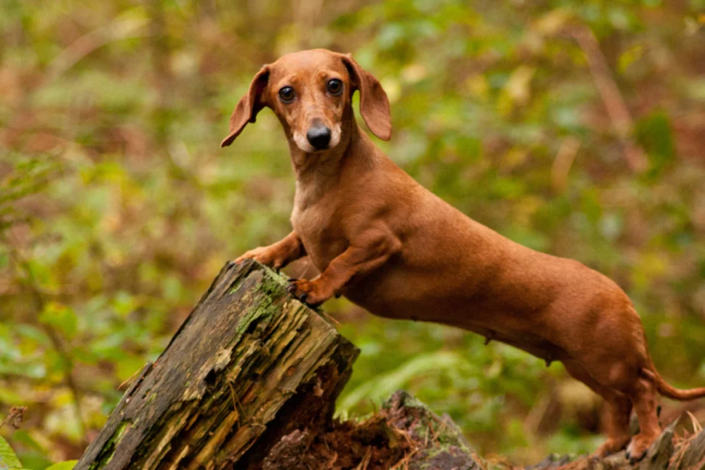 Dachshund