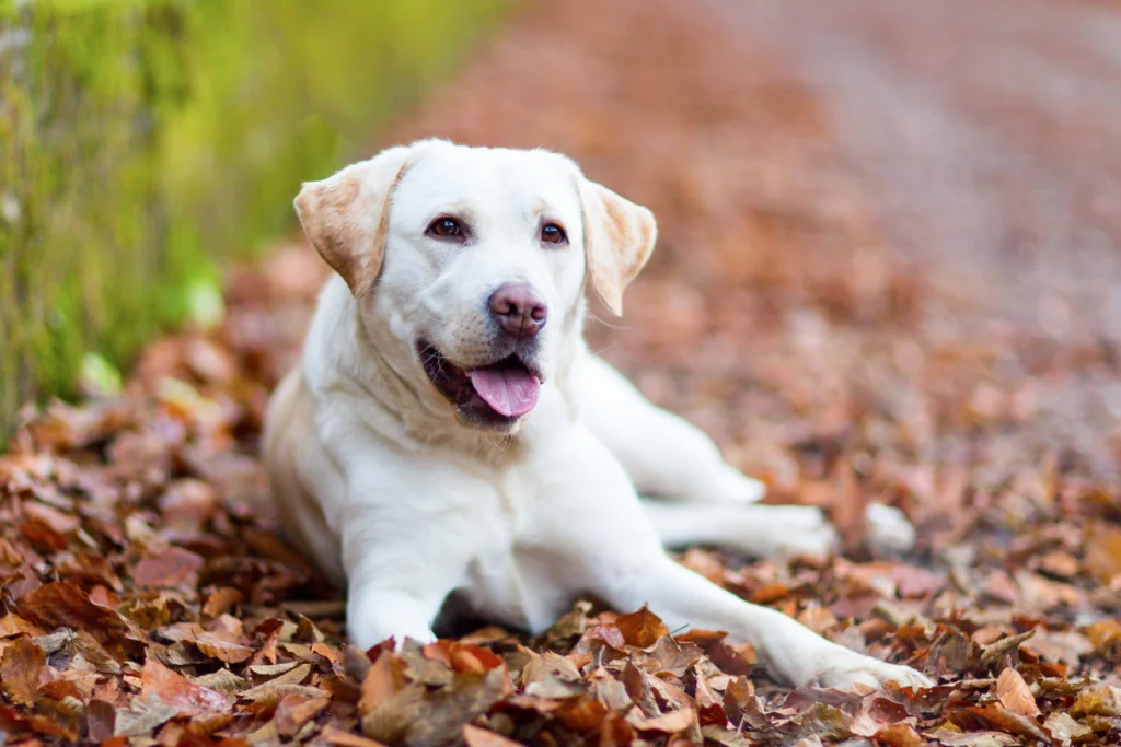 Labrador Retriever