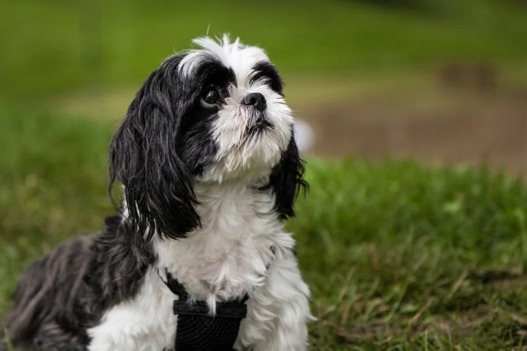 Shih Tzu