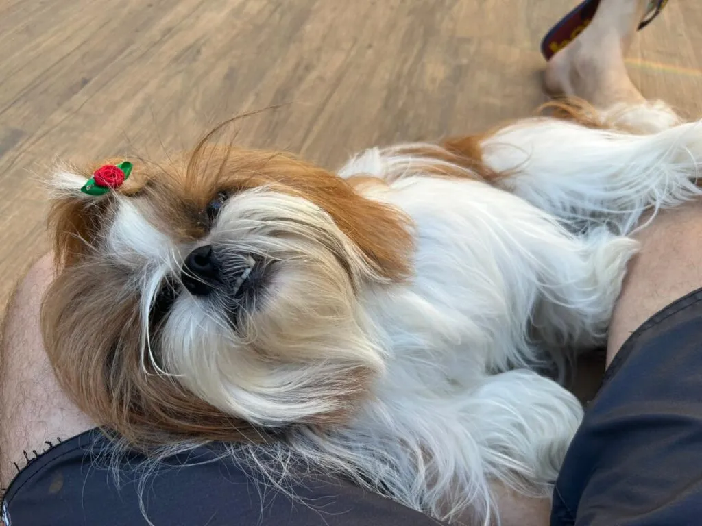 Shih Tzu Mel 1