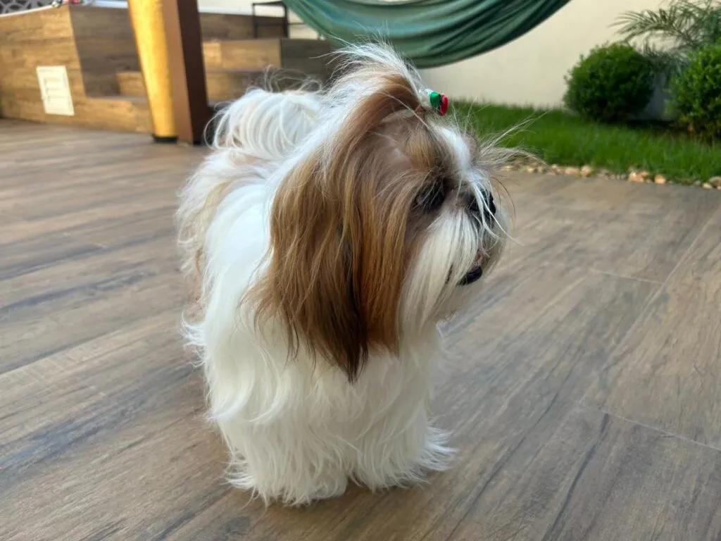 Shih Tzu Mel 5