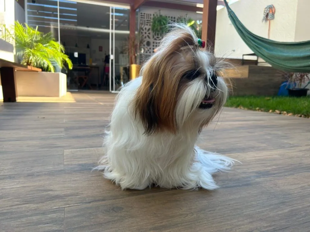 Shih Tzu Mel 6