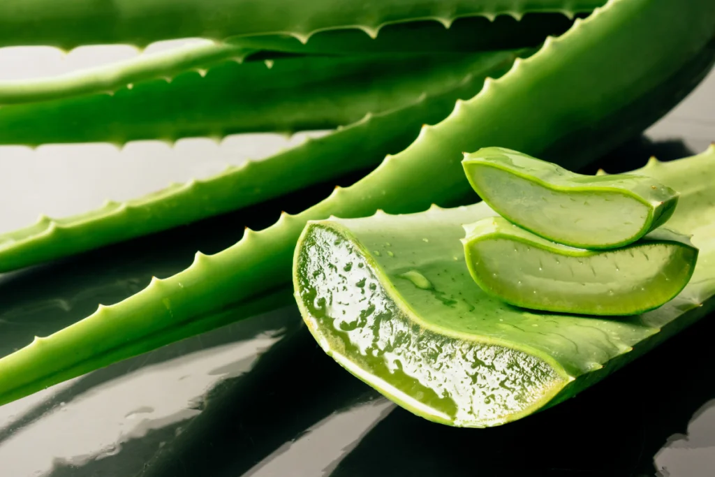 Aloe Vera Babosa