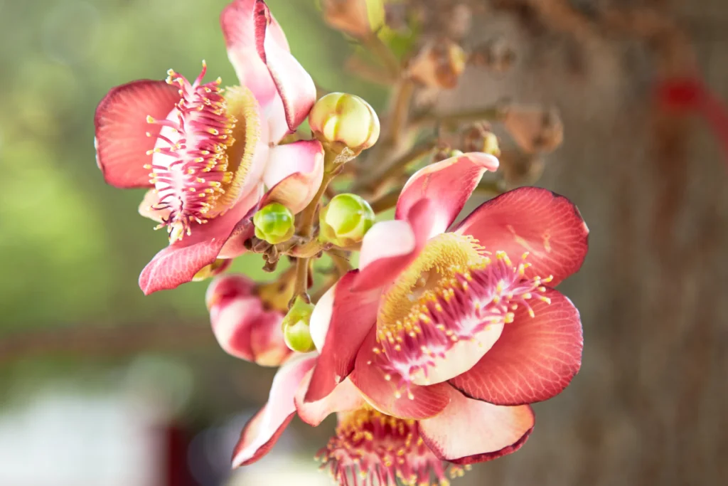 Andiroba Carapa guianensis