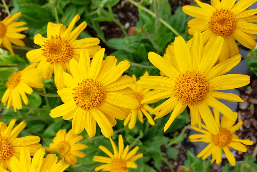 Arnica Arnica montana