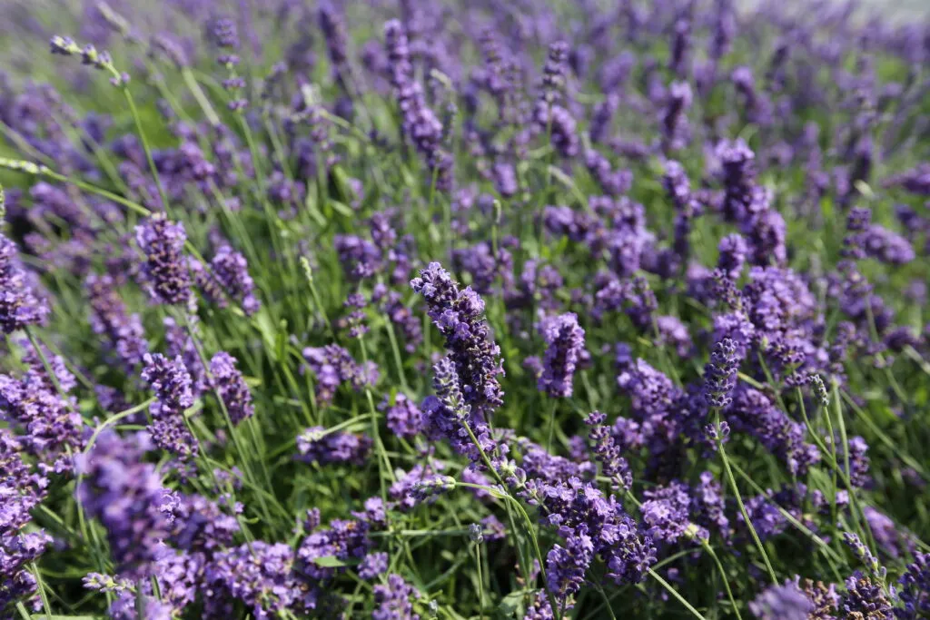 Lavanda