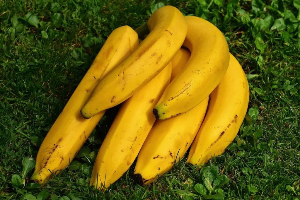 bananas 1642706 1920