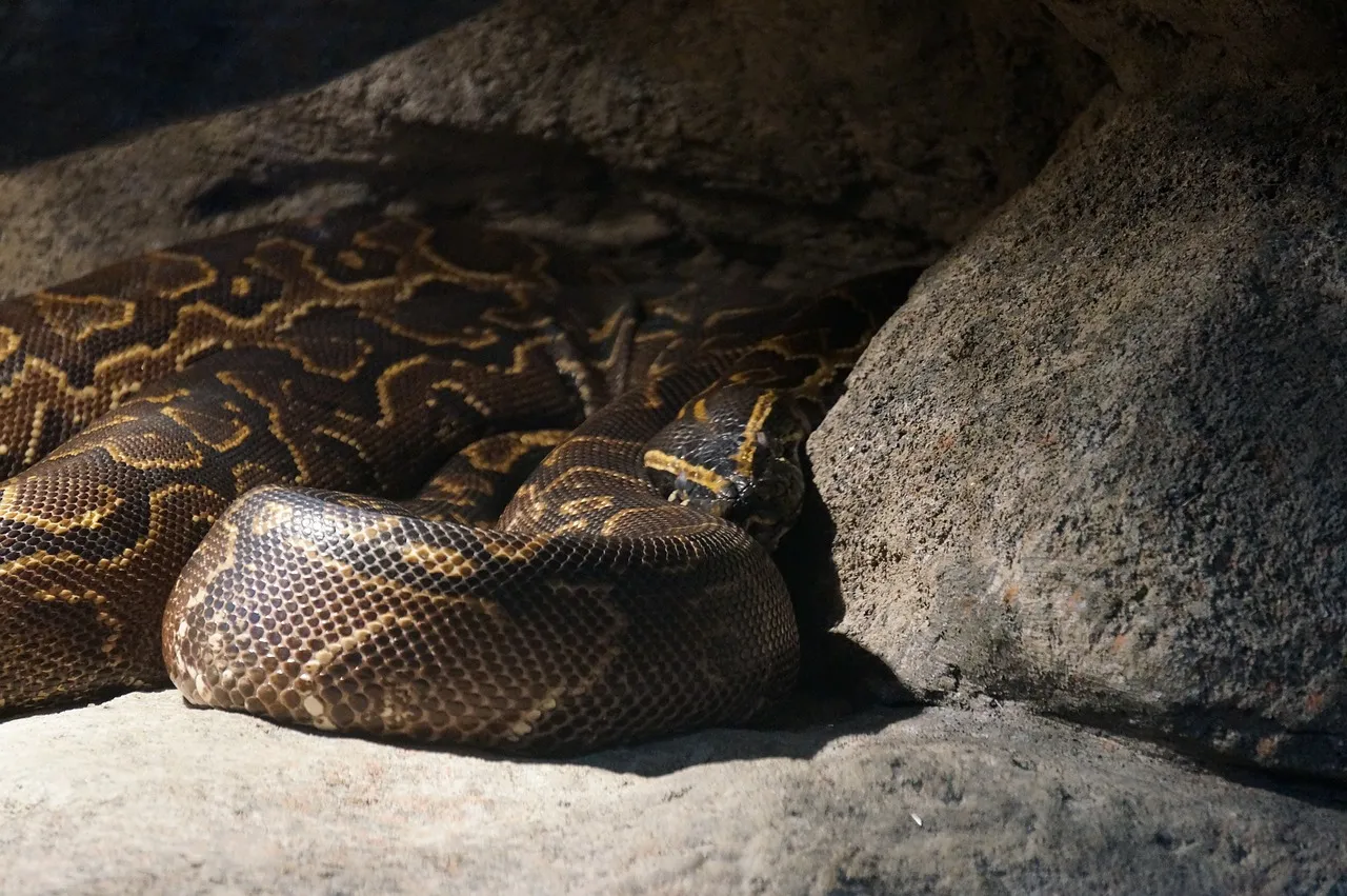 burmese python 4645805 1280