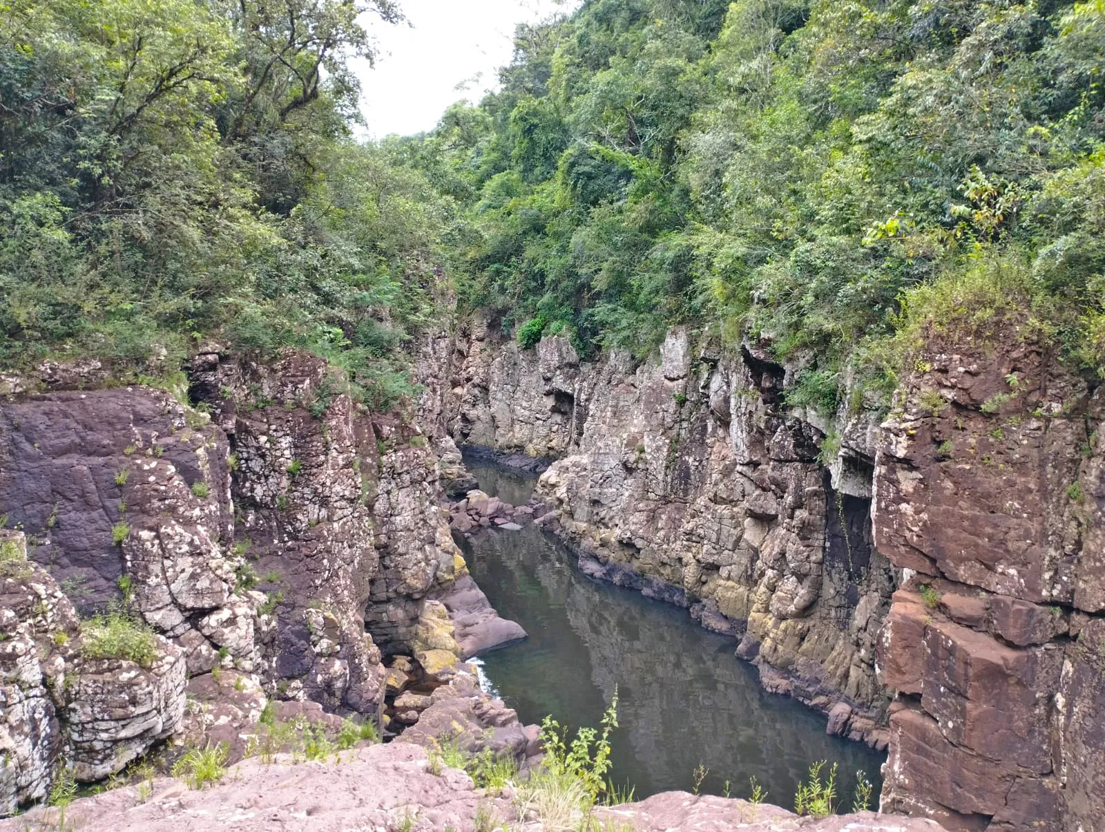 canios sao vendelino s j cedro 1