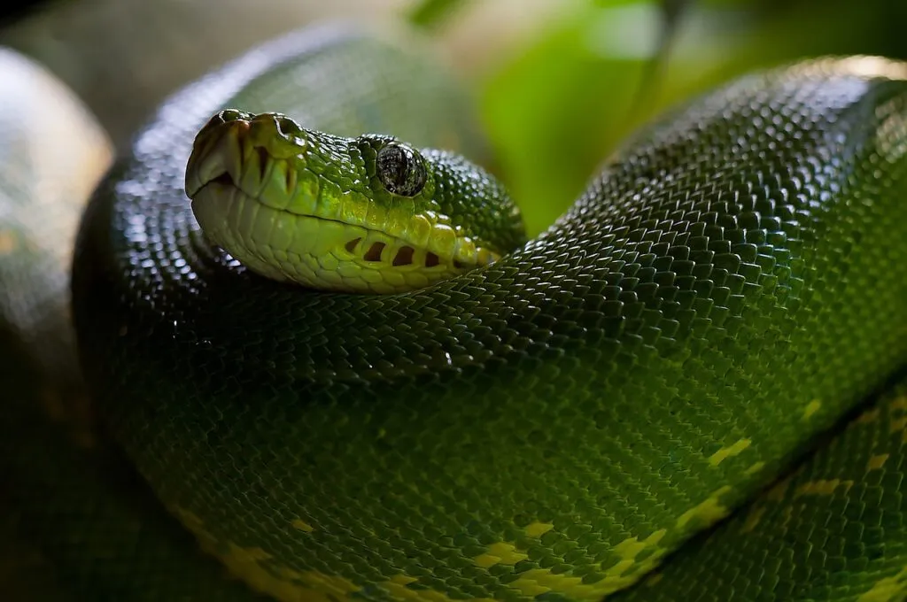 green tree python 226553 1280