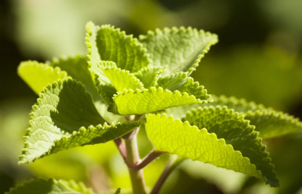 oregano