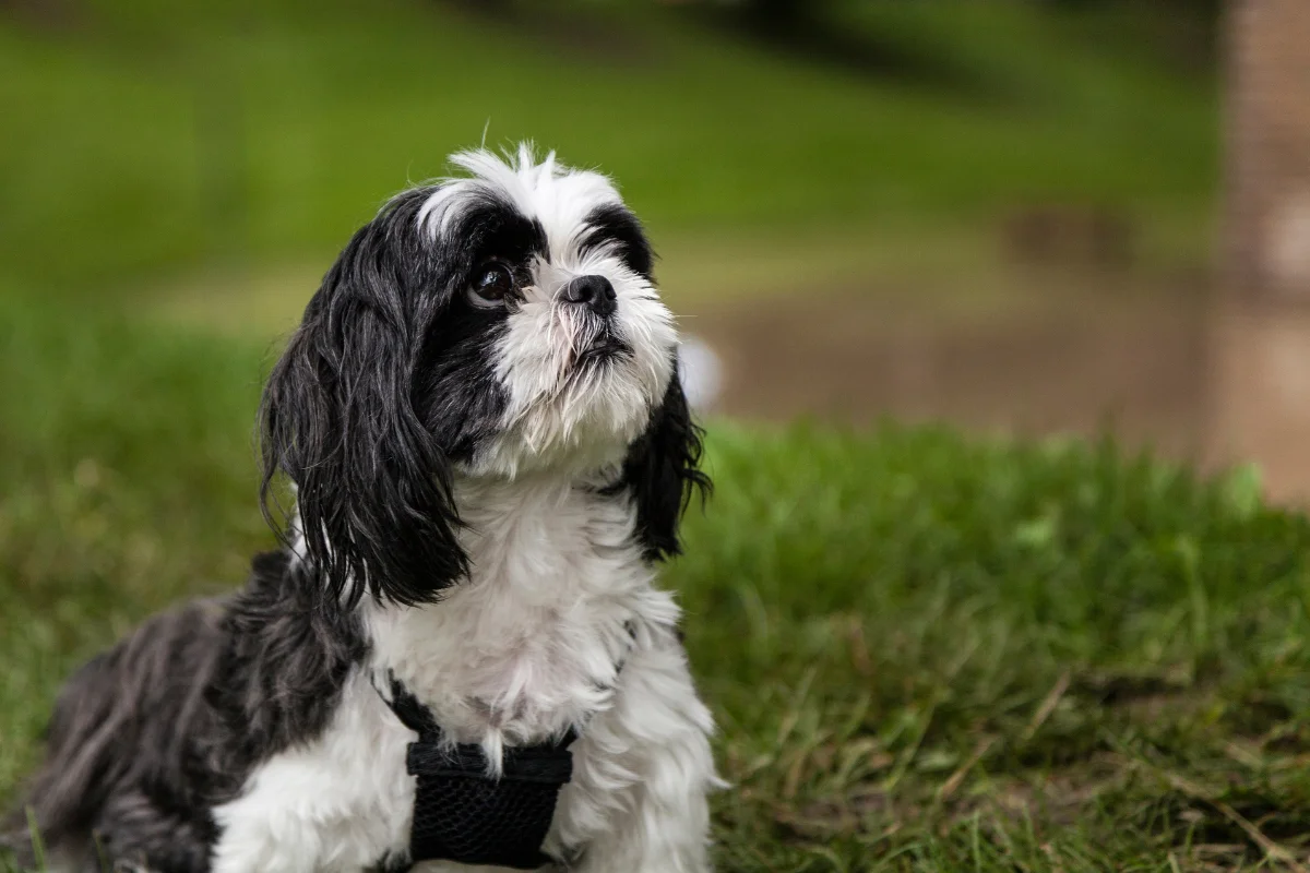 shih tzu 3