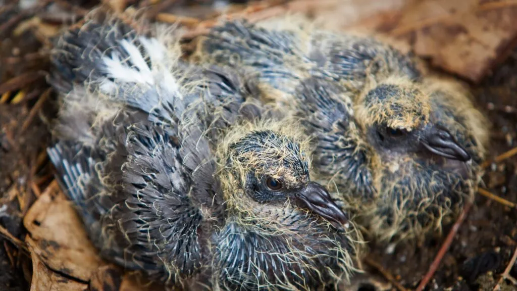 foto de um pombo filhote