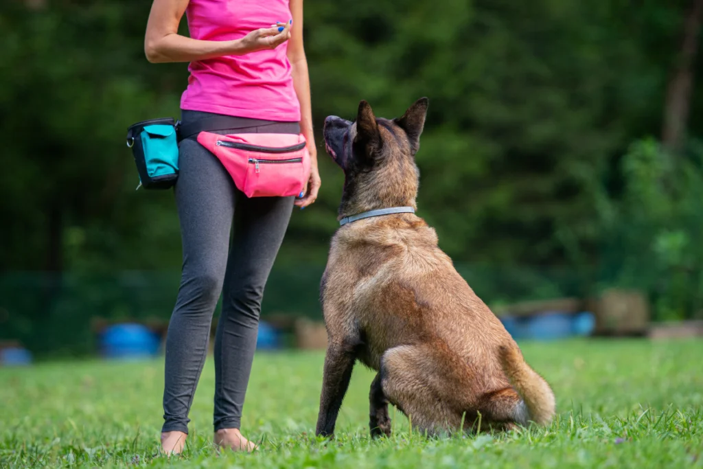 educação do cachorro