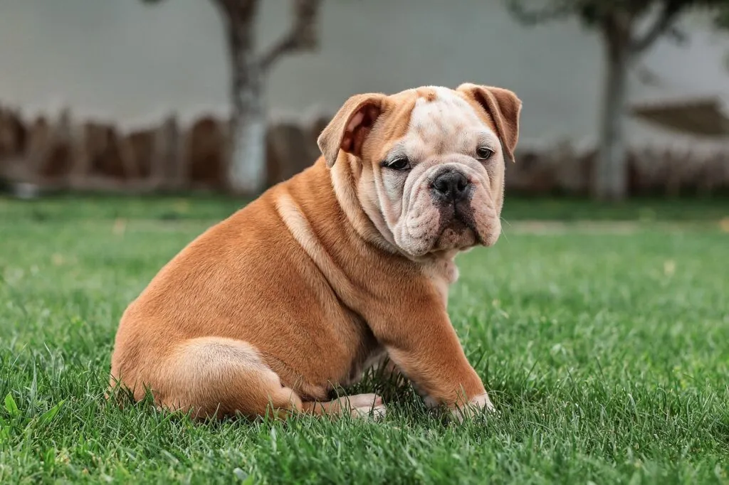 english bulldog 5422018 1280