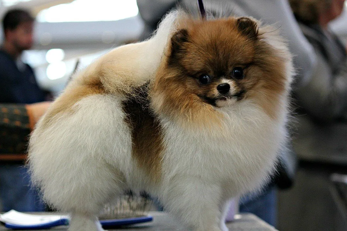 Lulu da Pomerânia pelo Mundo