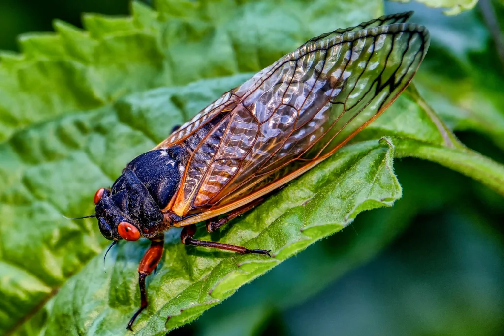 cigarra 'extinta'