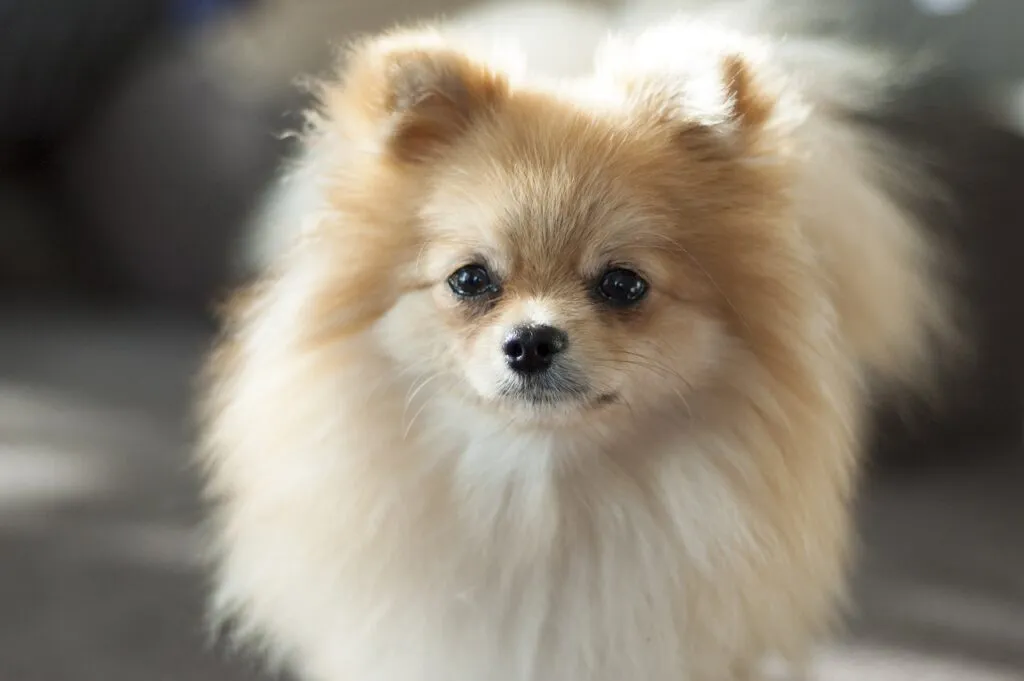 lulu da pomerania 1