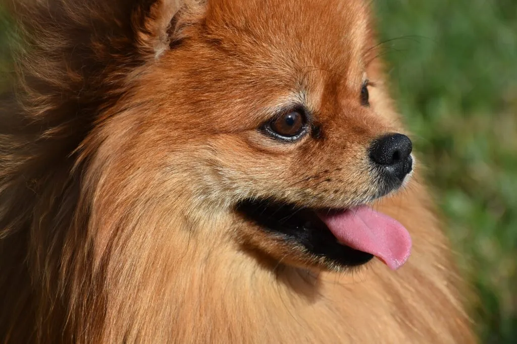 lulu da pomerania 5