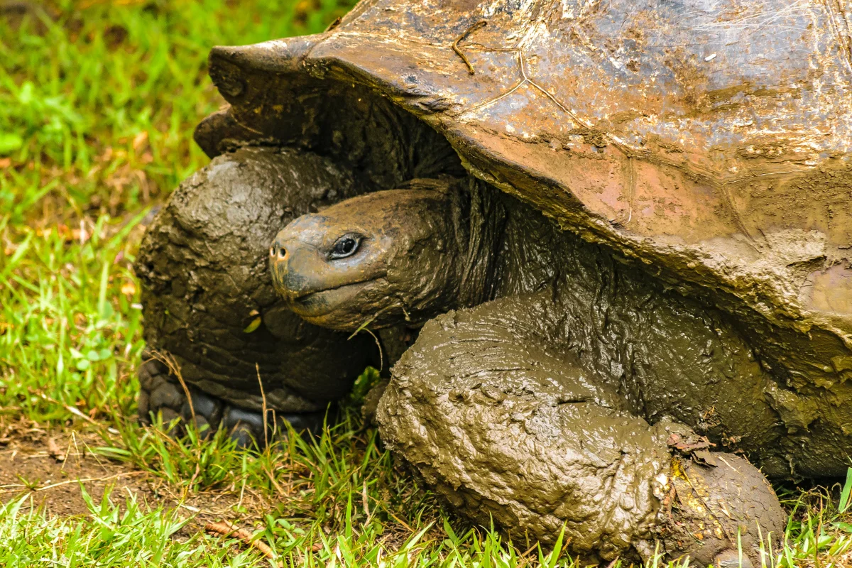 tartaruga gigante