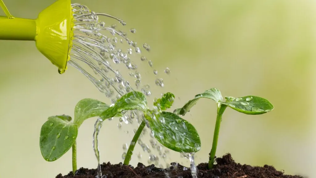 plantas sendo regadas