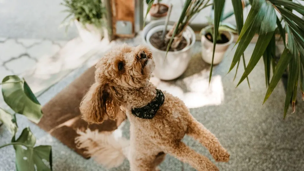 cachorro querendo brincar com a planta