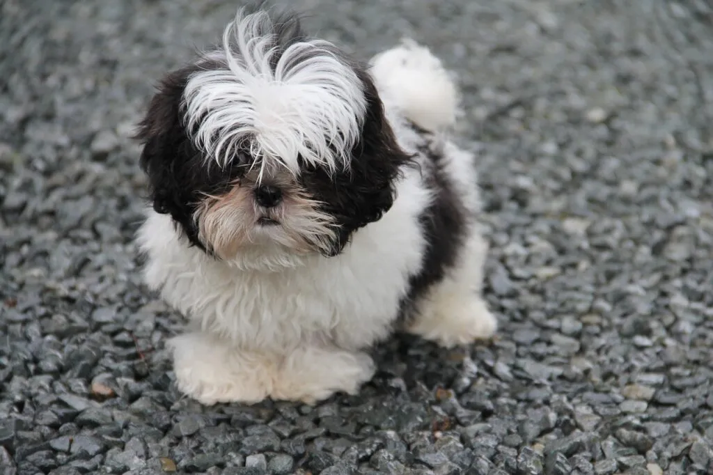 shih tzu