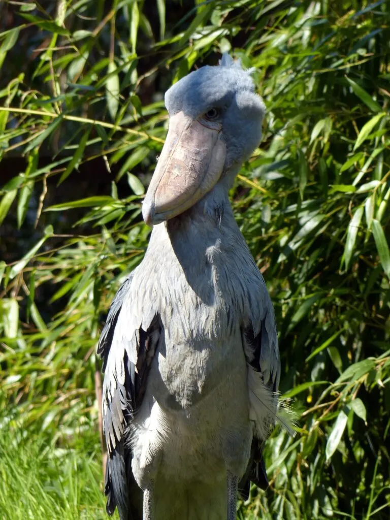 shoebill 1376116 1920