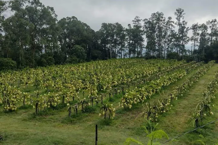 O desejo de produzir um alimento livre de agrotóxicos, que fosse bom para sua família e para seus clientes, levou Raquel e Jilierme dos Santos a investirem na produção orgânica, uma das especialidades do Paraná, que é líder nacional no segmento.