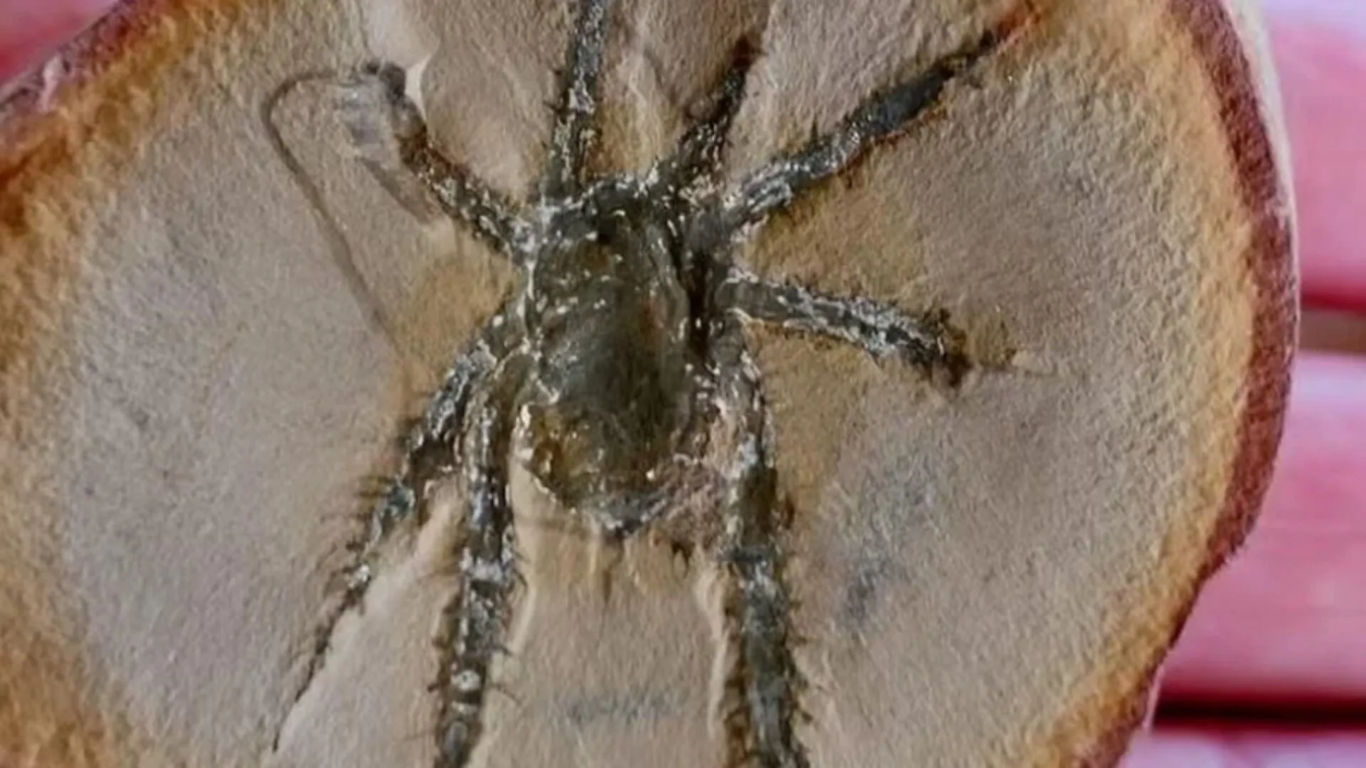 aranha