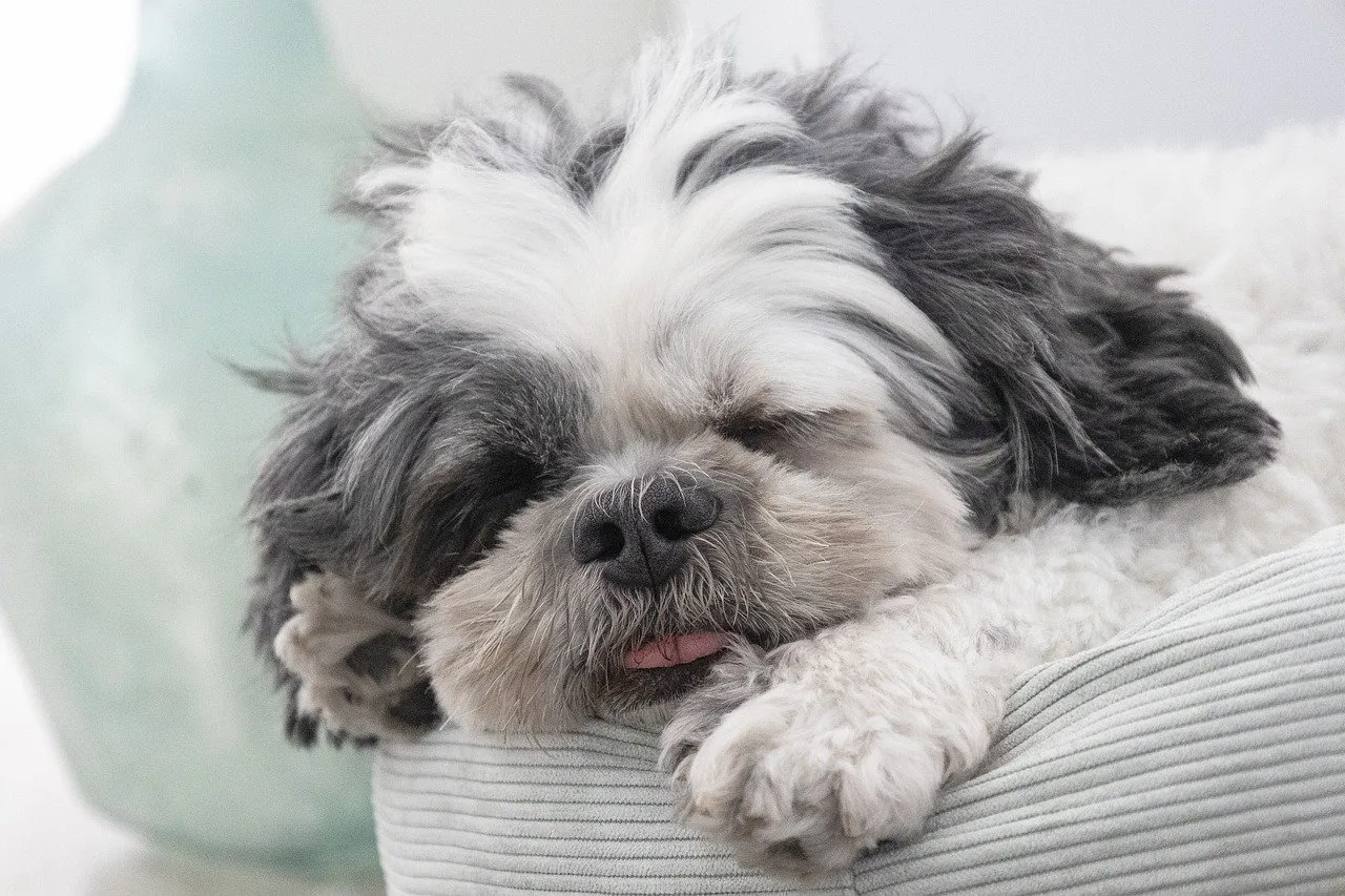 shih tzu